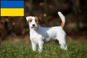 Read more about the article Jack Russell breeders and puppies in Ukraine