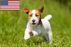 Read more about the article Jack Russell breeders and puppies in the USA