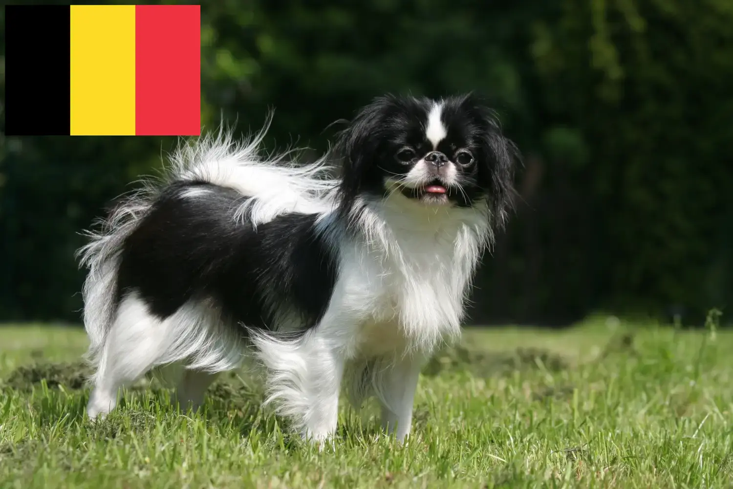 Read more about the article Japan Chin breeders and puppies in Belgium