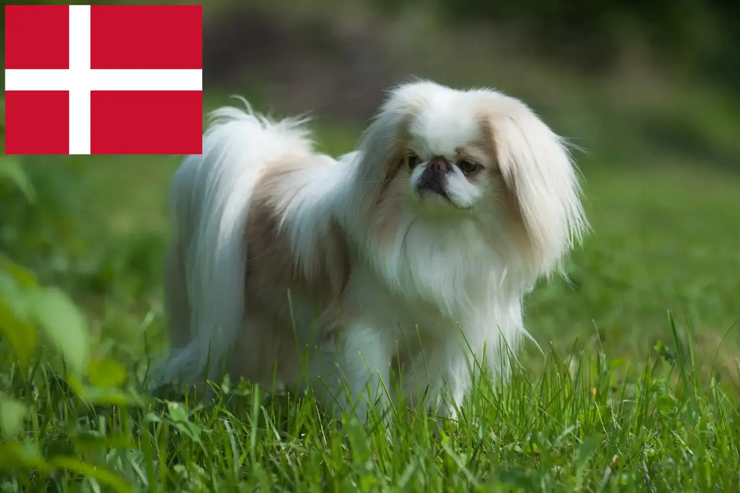 Read more about the article Japan Chin breeders and puppies in Denmark