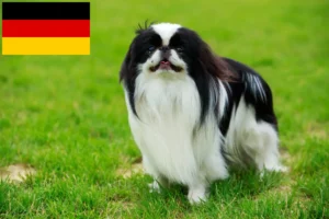 Read more about the article Japan Chin breeders and puppies in Germany