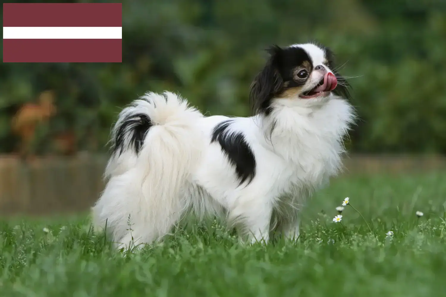 Read more about the article Japan Chin breeders and puppies in Latvia