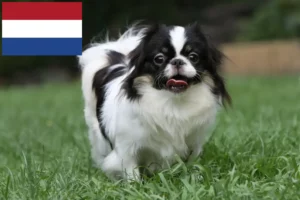 Read more about the article Japan Chin breeders and puppies in the Netherlands