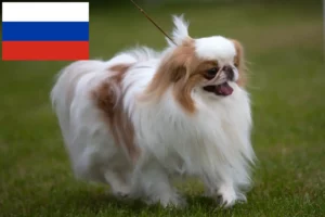 Read more about the article Japan Chin breeders and puppies in Russia