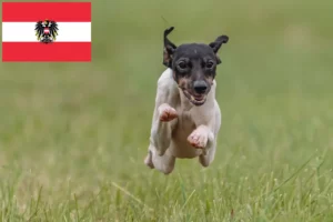 Read more about the article Japanese Terrier breeders and puppies in Austria