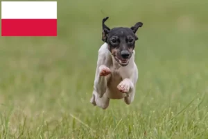 Read more about the article Japanese Terrier breeders and puppies in Poland