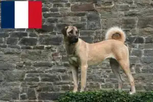 Read more about the article Kangal breeders and puppies in France