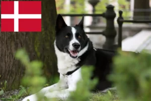 Read more about the article Karelian Bear Dog breeders and puppies in Denmark