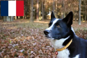 Read more about the article Karelian Bear Dog breeders and puppies in France