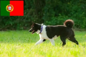 Read more about the article Karelian Bear Dog breeders and puppies in Portugal