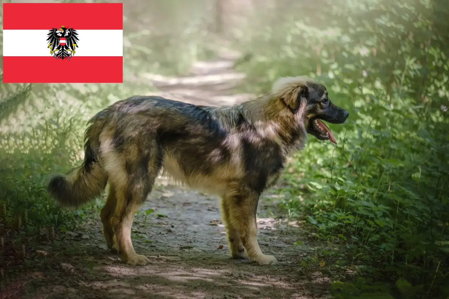 Read more about the article Karst Sheepdog breeders and puppies in Austria