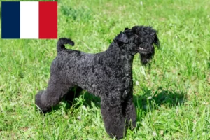 Read more about the article Kerry Blue Terrier breeders and puppies in France