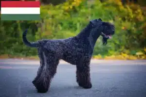 Read more about the article Kerry Blue Terrier breeders and puppies in Hungary