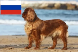 Read more about the article King Charles Spaniel breeders and puppies in Russia