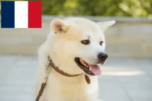 Read more about the article Kishu breeders and puppies in France
