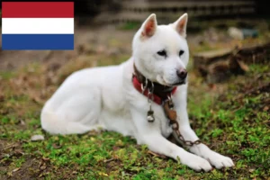 Read more about the article Kishu breeders and puppies in the Netherlands