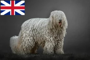 Read more about the article Komondor breeders and puppies in Great Britain