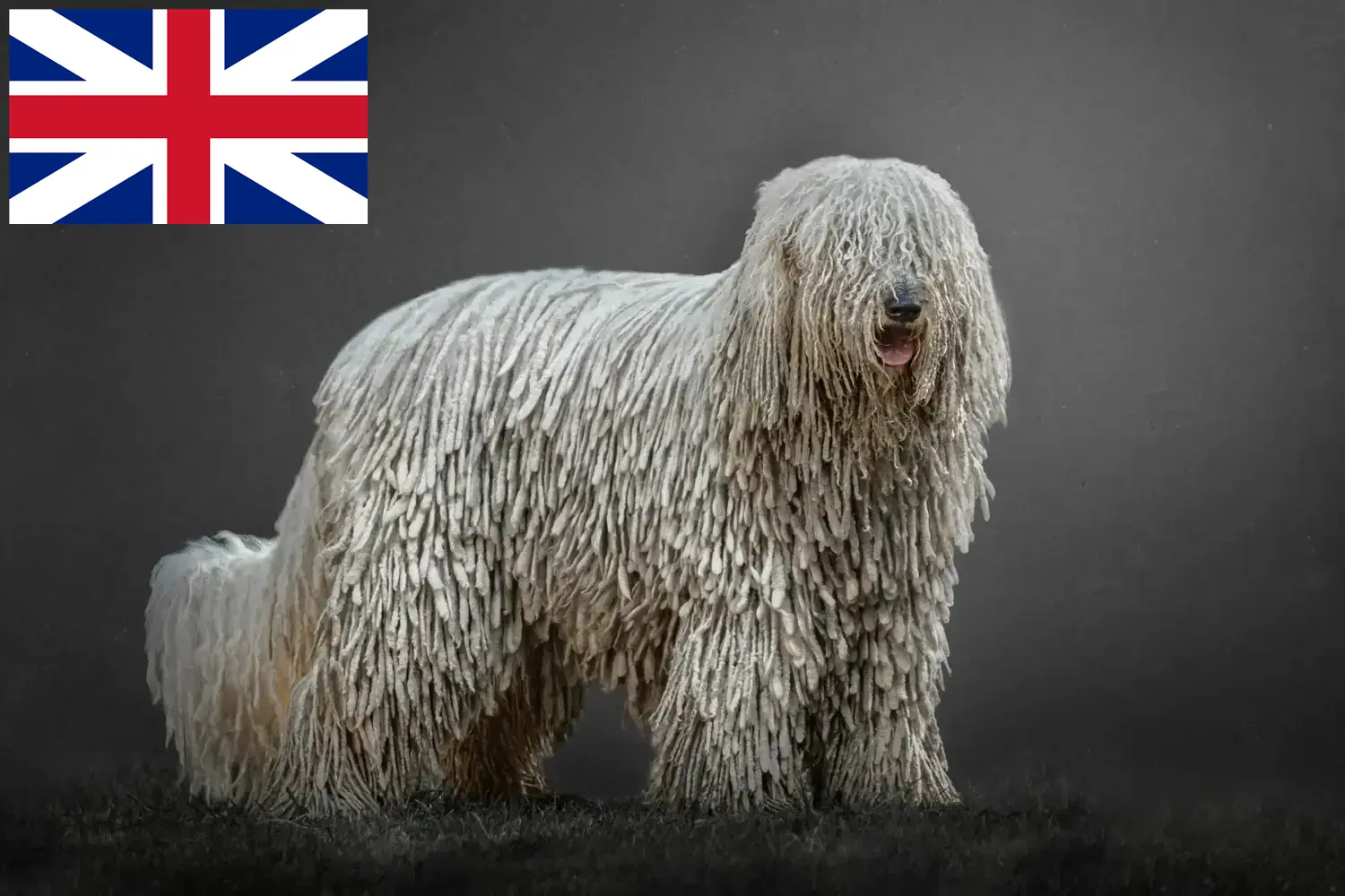 Read more about the article Komondor breeders and puppies in Great Britain