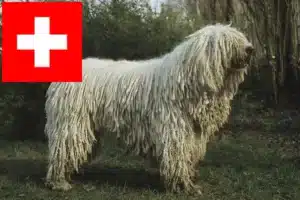 Read more about the article Komondor breeders and puppies in Switzerland