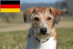 Read more about the article Kromfohrländer breeders and puppies in Germany