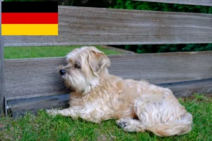 Read more about the article Kyi Leo breeders and puppies in Germany