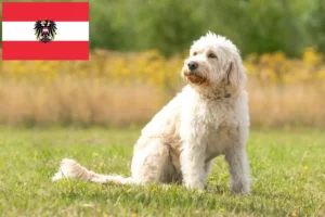 Read more about the article Labradoodle breeders and puppies in Austria