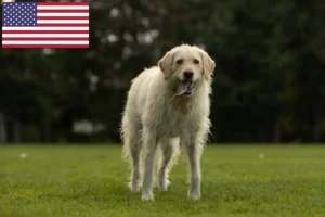 Read more about the article Labradoodle breeders and puppies in the USA