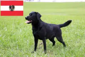 Read more about the article Labrador breeders and puppies in Austria