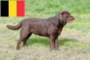 Read more about the article Labrador breeders and puppies in Belgium