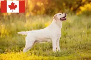 Read more about the article Labrador breeders and puppies in Canada