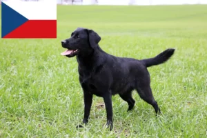 Read more about the article Labrador breeders and puppies in the Czech Republic