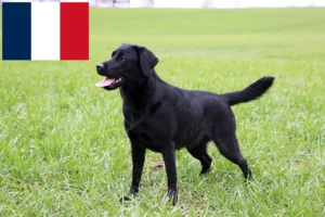 Read more about the article Labrador breeders and puppies in France