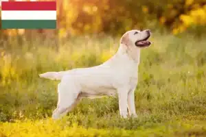 Read more about the article Labrador breeders and puppies in Hungary