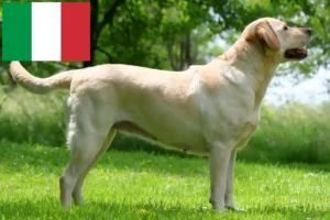 Read more about the article Labrador breeders and puppies in Italy