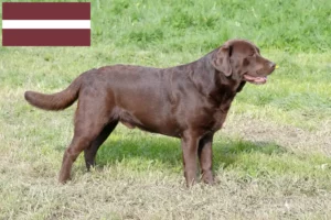 Read more about the article Labrador breeders and puppies in Latvia