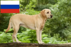 Read more about the article Labrador breeders and puppies in Russia