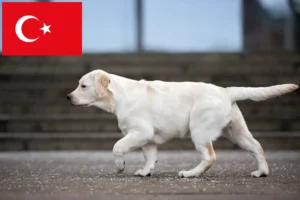 Read more about the article Labrador breeders and puppies in Turkey