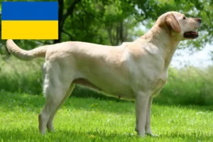 Read more about the article Labrador breeders and puppies in Ukraine