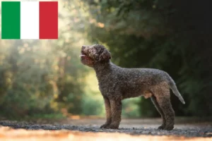 Read more about the article Lagotto Romagnolo breeders and puppies in Italy