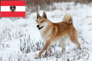 Read more about the article Laika breeders and puppies in Austria