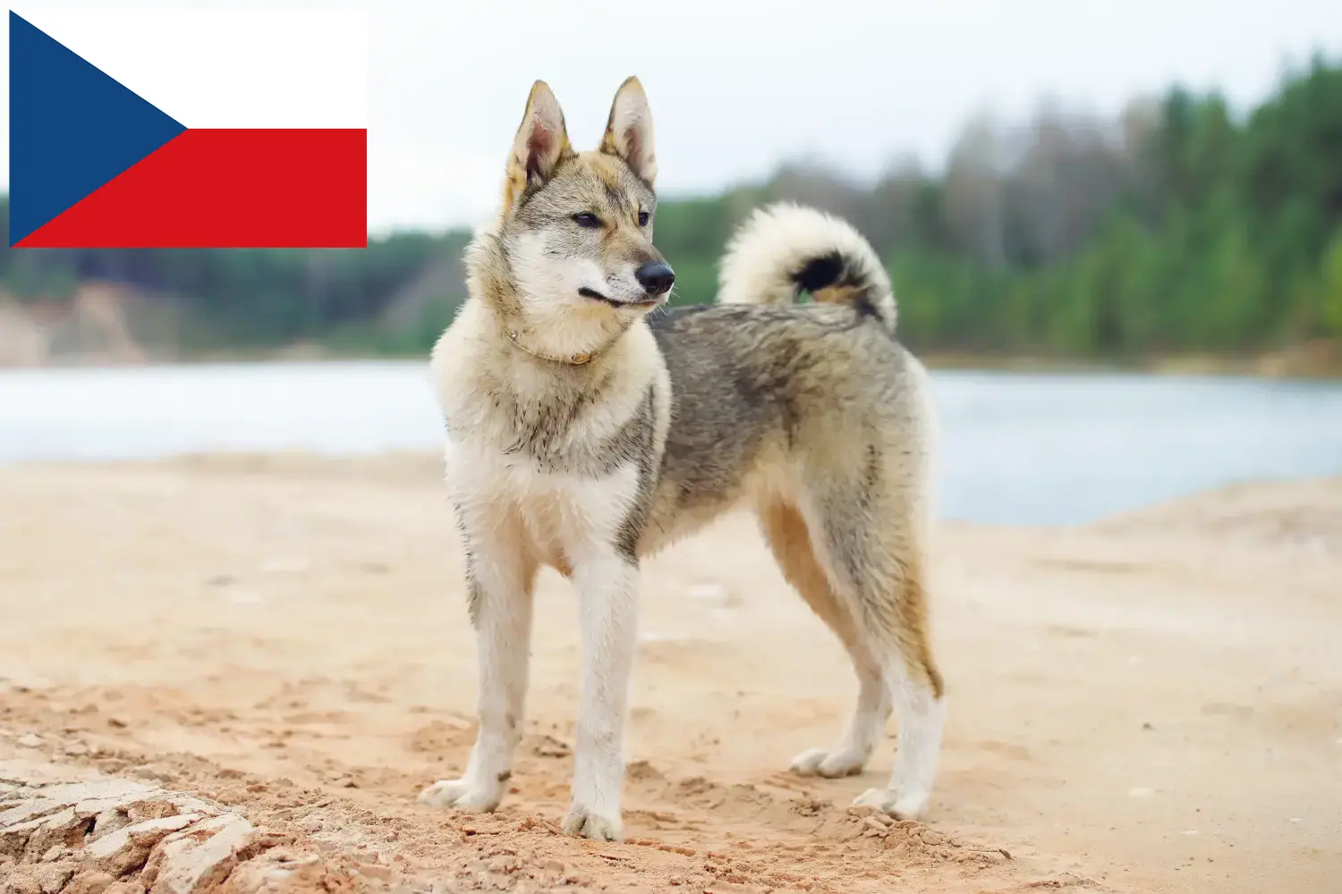 Read more about the article Laika breeders and puppies in the Czech Republic