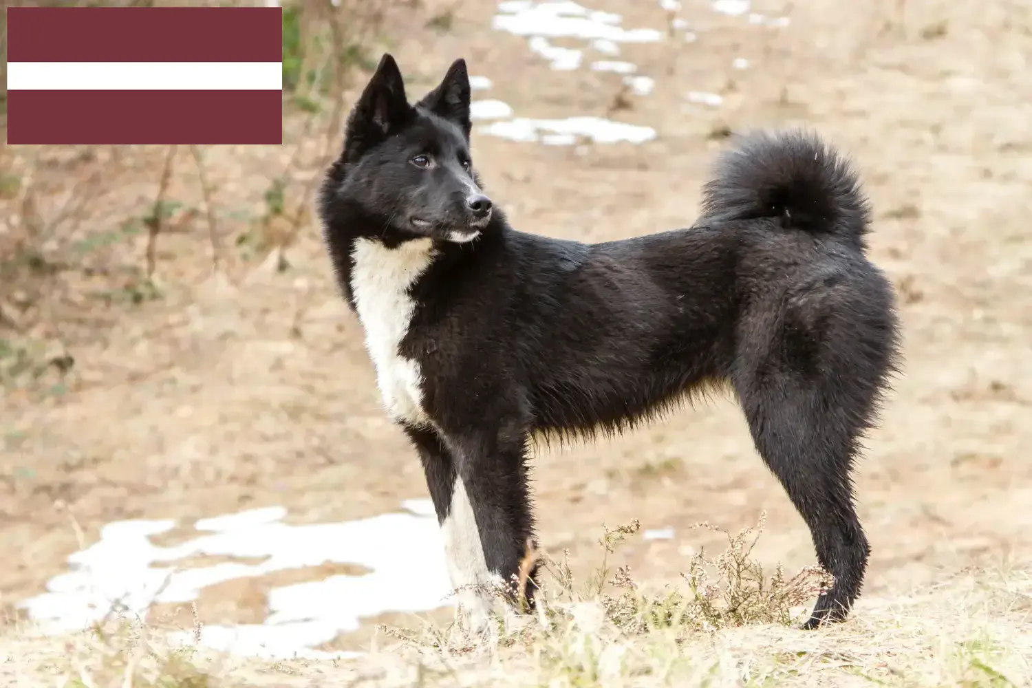 Read more about the article Laika breeders and puppies in Latvia