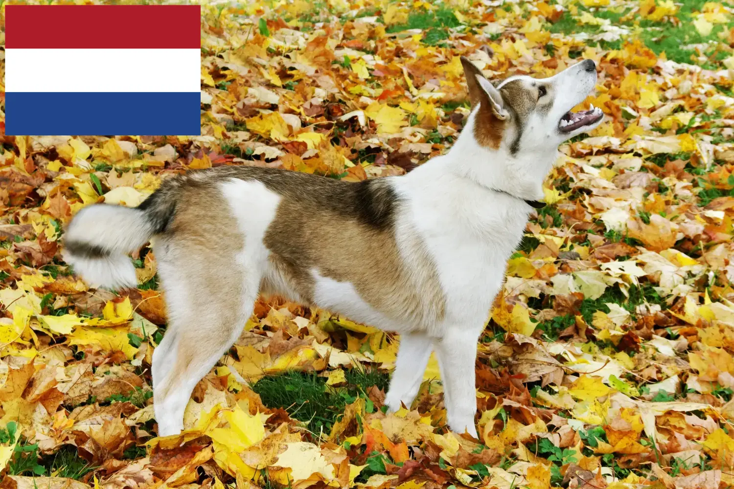 Read more about the article Laika breeders and puppies in the Netherlands