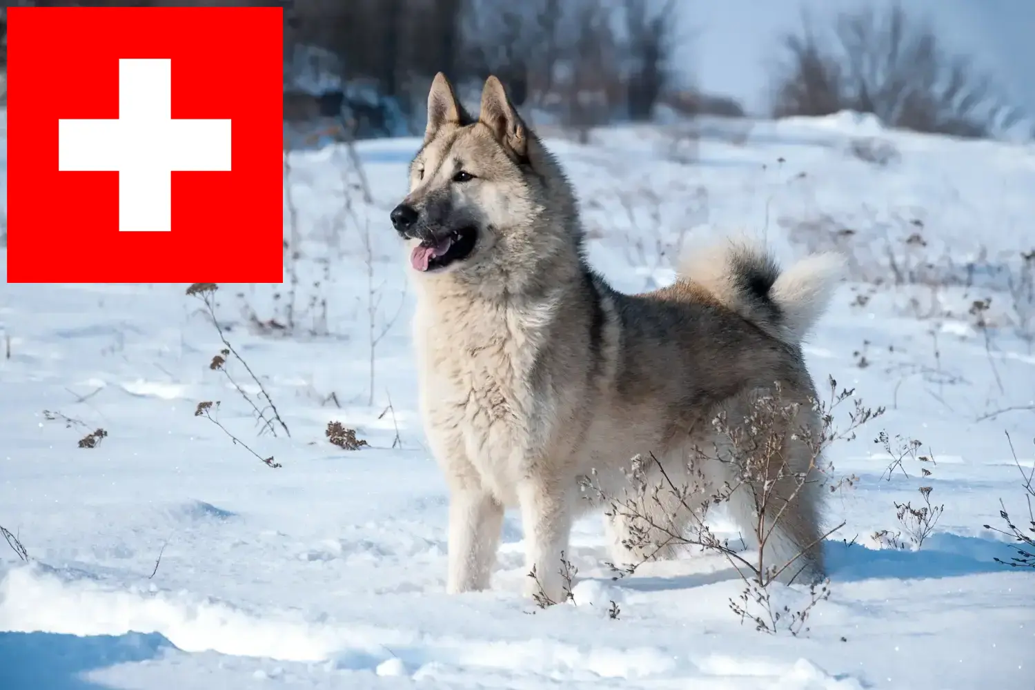 Read more about the article Laika breeders and puppies in Switzerland