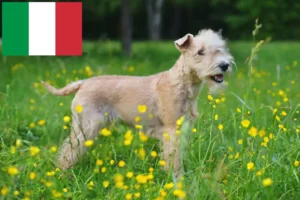 Read more about the article Lakeland Terrier breeders and puppies in Italy