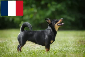 Read more about the article Lancashire Heeler breeders and puppies in France