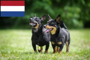 Read more about the article Lancashire Heeler breeders and puppies in the Netherlands