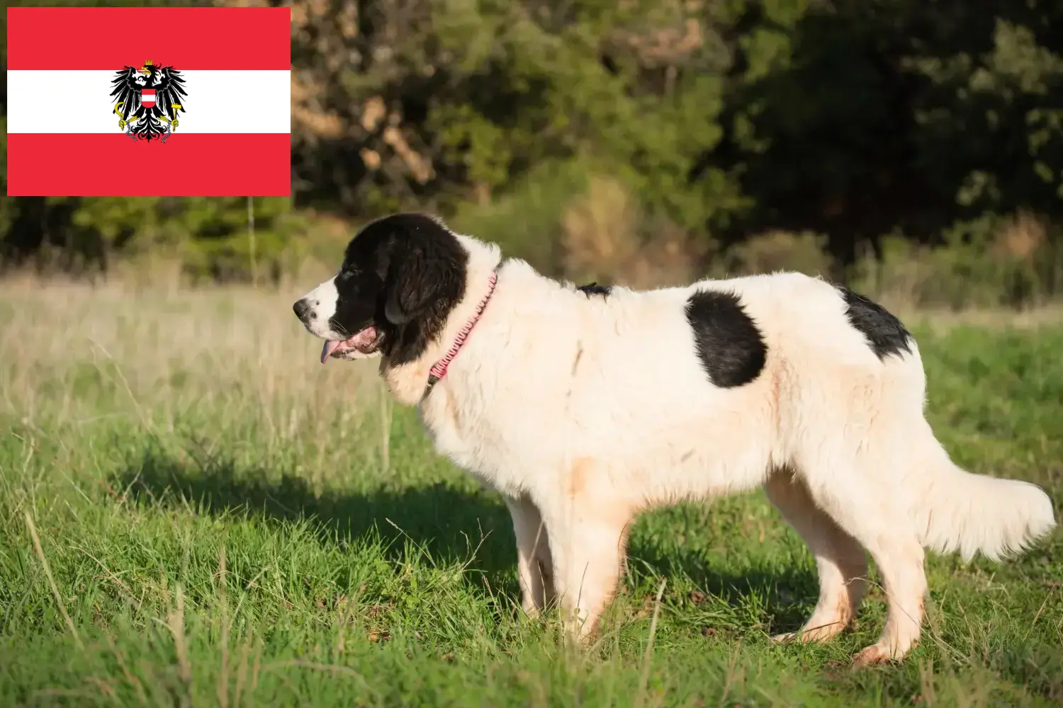 Read more about the article Landseer breeders and puppies in Austria