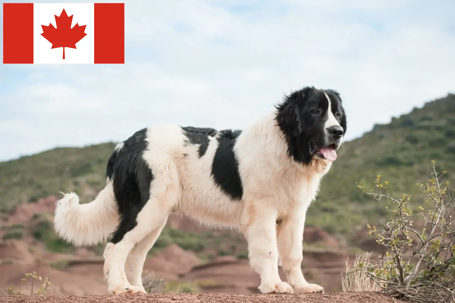 Read more about the article Landseer breeders and puppies in Canada