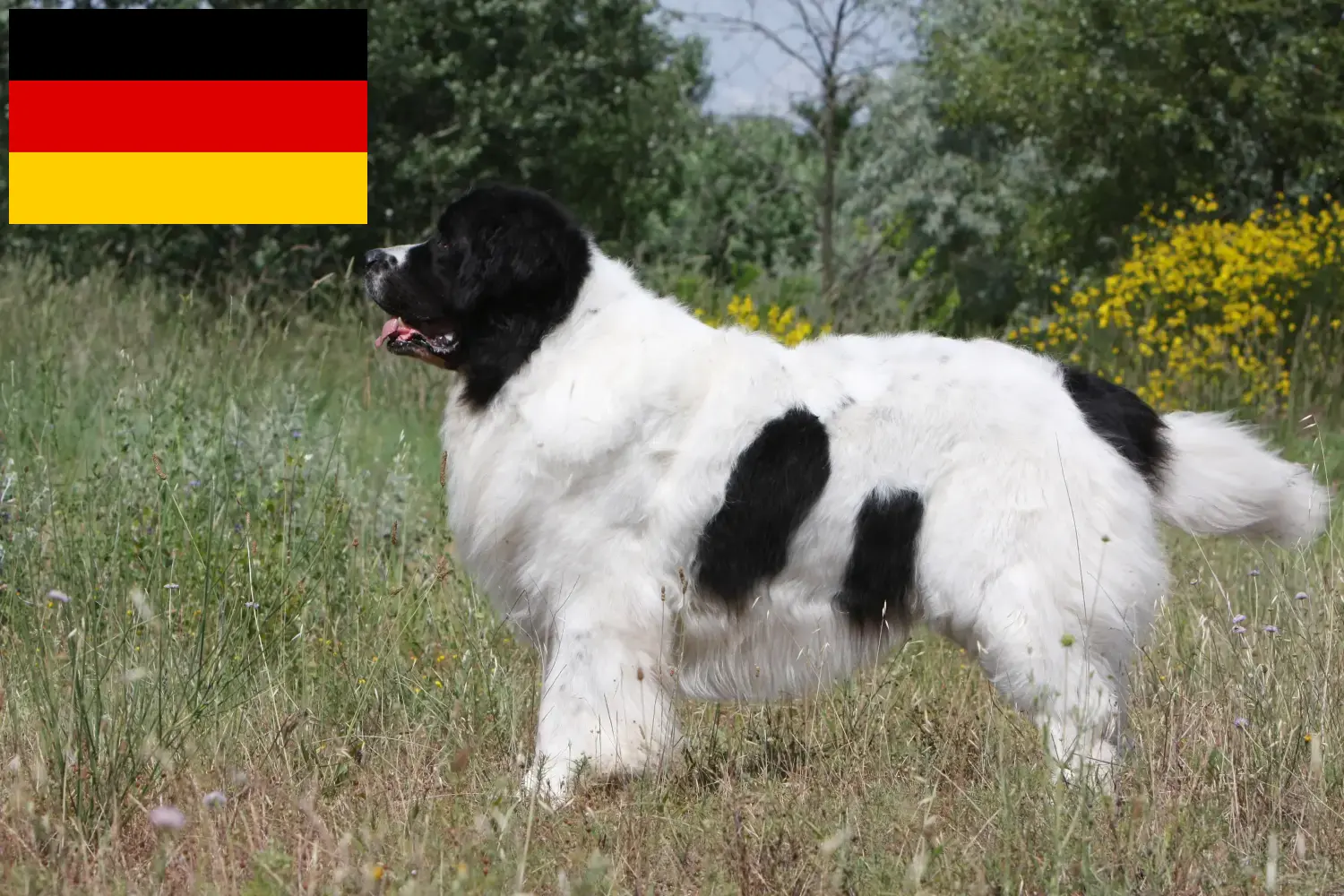 Read more about the article Landseer breeders and puppies in Germany